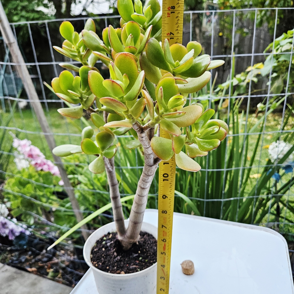 Botany Bay Jade - Picture 3 of 6